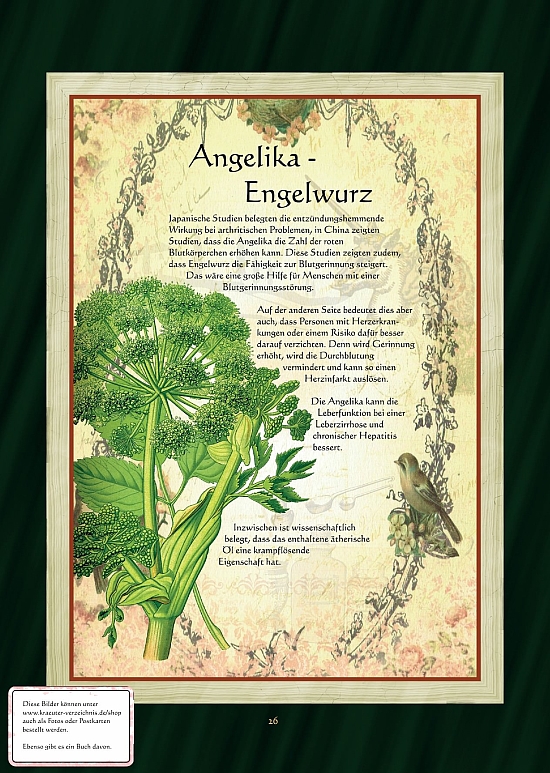 Engelwurz - Angelika