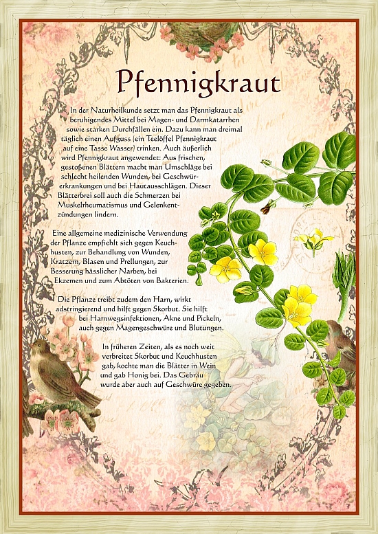 Pfennigkraut