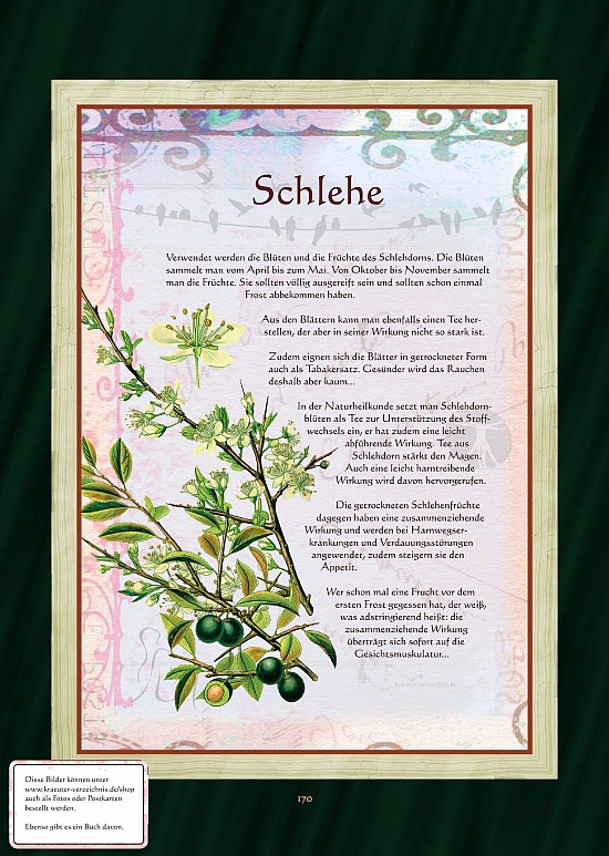 Schlehe