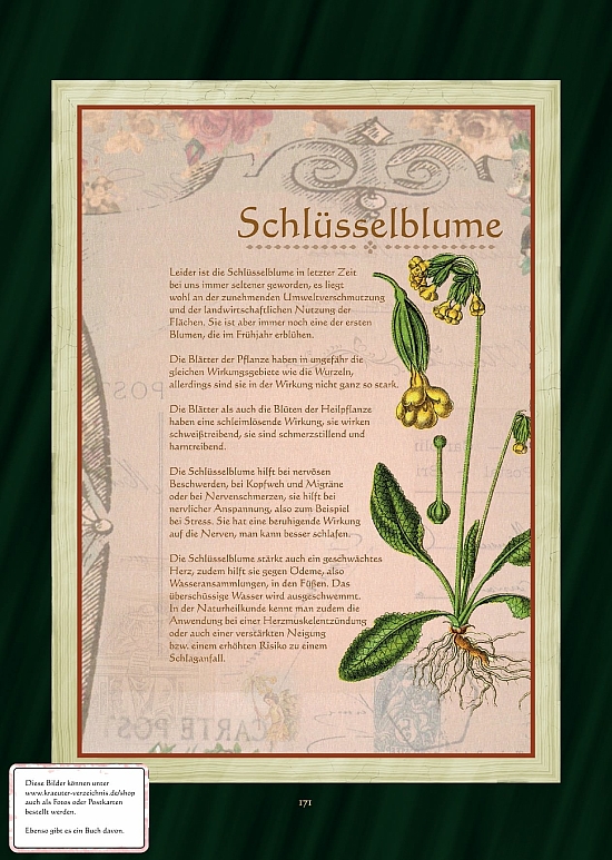 Schlüsselblume