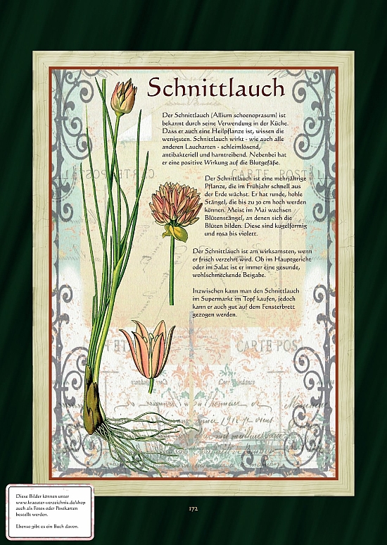 Schnittlauch