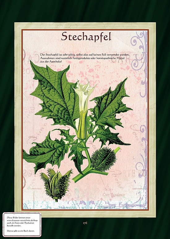 Stechapfel