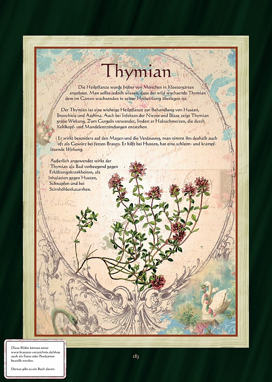 Thymian